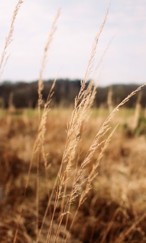 thumbnail_nature-4937957_640